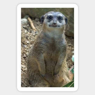 meerkat Sticker